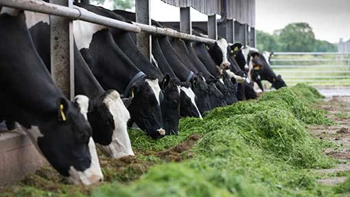 कौन से पशुओं को साइलेज खिला सकते हैं