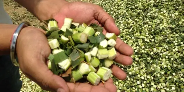 साइलेज बनाने का तरीका