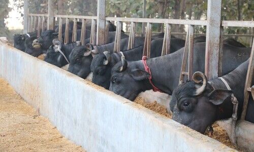 पशु आहार