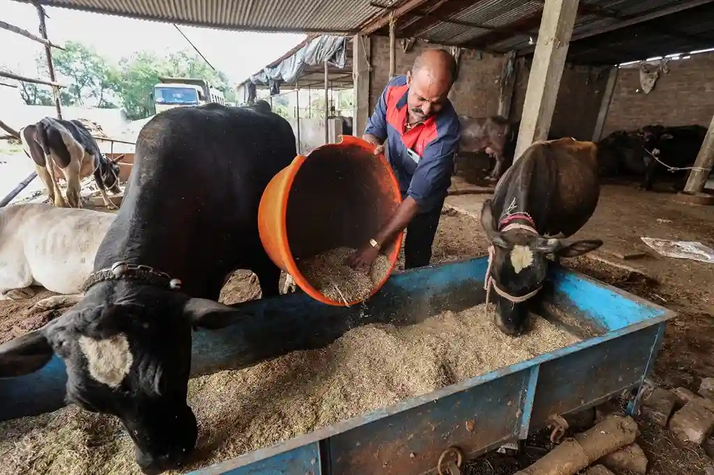 पशु आहार तैयार करने का आसान तरीका