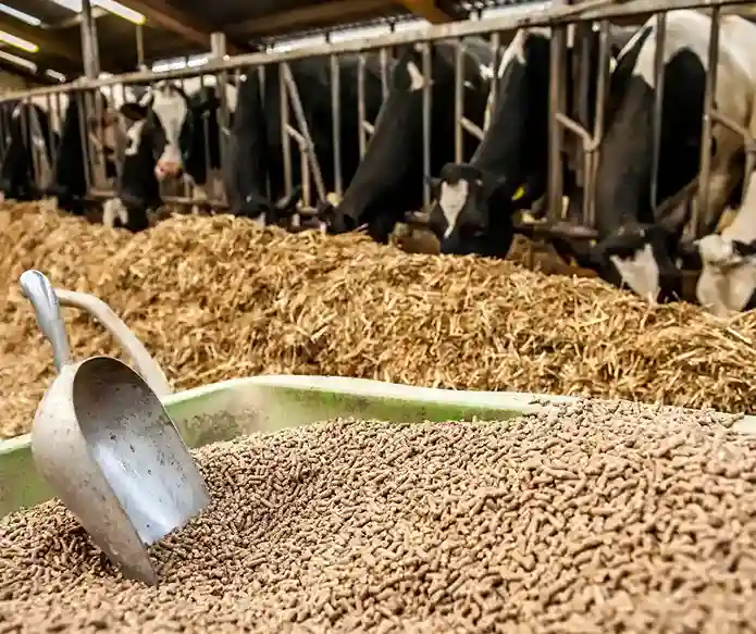 पशु आहार की मात्रा